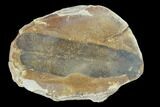 Macroneuropteris Fern Fossil (Pos/Neg) - Mazon Creek #104791-2